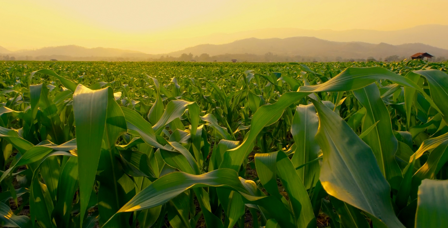 Cluster Overview: Agriculture, Food & Natural Resources